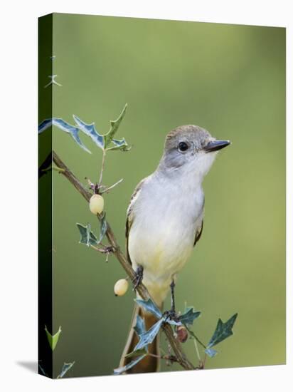 Ash-Throated Flycatcher, Uvalde County, Hill Country, Texas, USA-Rolf Nussbaumer-Premier Image Canvas