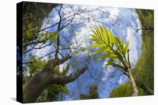 Ash Tree (Fraxinus Excelsior) Fish Eye View Of Newly Emerged Leaves, Derbyshire, UK, May-Alex Hyde-Premier Image Canvas