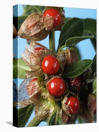 Ashwagandha Berries on Branch-Ottmar Diez-Premier Image Canvas