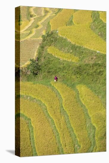 Asia, Bhutan, Trongsa Area. Rice Paddies-Ellen Goff-Premier Image Canvas