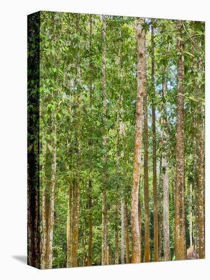 Asia, Cambodia, Angkor Watt, Siem Reap, Fog with sunrays in the trees-Terry Eggers-Premier Image Canvas