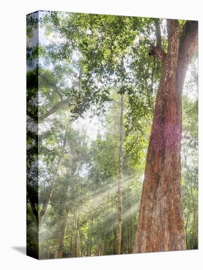 Asia, Cambodia, Angkor Watt, Siem Reap, Fog with sunrays in the trees-Terry Eggers-Premier Image Canvas
