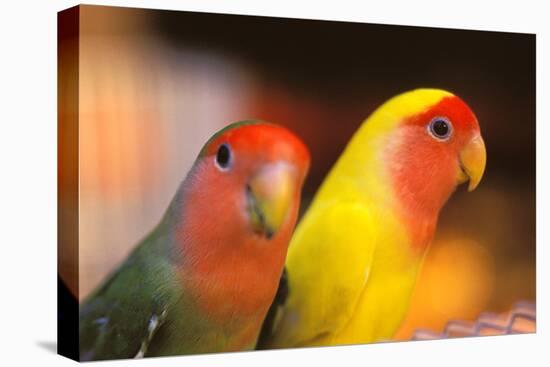 Asia, China, Hong Kong. Yuen Po Street bird market, love birds-Stuart Westmorland-Premier Image Canvas