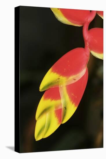 Asia, Indonesia. Heliconia Rostrata Flower-David Slater-Premier Image Canvas