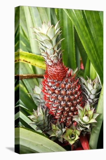 Asia, Indonesia, Sulawesi. Ananas Comosus, Edible Pineapple Fruit Grown on a Local Farm-David Slater-Premier Image Canvas