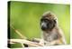 Asia, Indonesia, Sulawesi, Buton Island. Juvenile Buton Macaque-David Slater-Premier Image Canvas