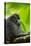 Asia, Indonesia, Sulawesi. Crested Black Macaque Adult in Rainforest-David Slater-Premier Image Canvas