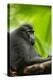 Asia, Indonesia, Sulawesi. Crested Black Macaque Adult in Rainforest-David Slater-Premier Image Canvas