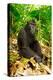 Asia, Indonesia, Sulawesi. Crested Black Macaque Adult Relaxing in Rainforest-David Slater-Premier Image Canvas