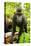 Asia, Indonesia, Sulawesi. Crested Black Macaque Juvenile in Rainforest-David Slater-Premier Image Canvas