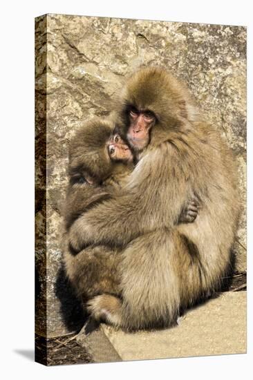 Asia, Japan, Jigokudani Monkey Park, Monkey Cuddling with Young-Hollice Looney-Premier Image Canvas