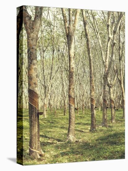 Asia, Malaysia, Gumtree Plantation, Rubber Extraction-Thonig-Premier Image Canvas