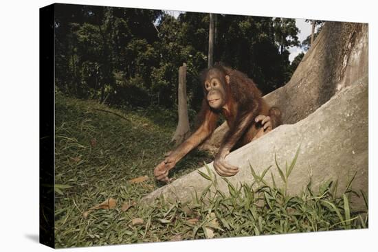 Asia, Malaysia, Sandakan, Monkey Sitting under Tree-Tony Berg-Premier Image Canvas