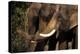 Asia, Nepal, Chitwan. Asian Elephants of Chitwan National Park-Kymri Wilt-Premier Image Canvas