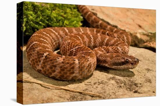 Asia pitviper captive, occurs in China, Russia and Korea-Daniel Heuclin-Premier Image Canvas