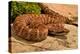 Asia pitviper captive, occurs in China, Russia and Korea-Daniel Heuclin-Premier Image Canvas