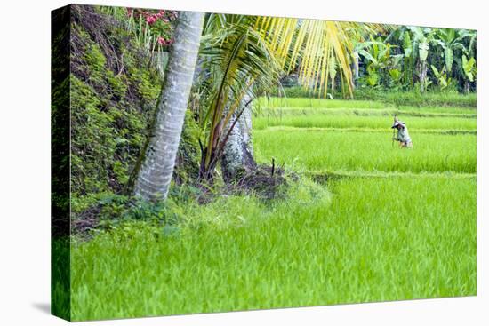 Asia, South East Asia, Indonesia, Bali, Tegalalang Rice Terraces-Alex Robinson-Premier Image Canvas