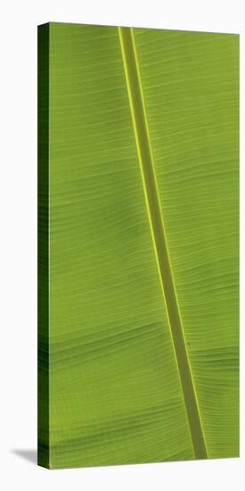 Asia, Vietnam. Banana Leaf Detail, Can Tho-Kevin Oke-Premier Image Canvas