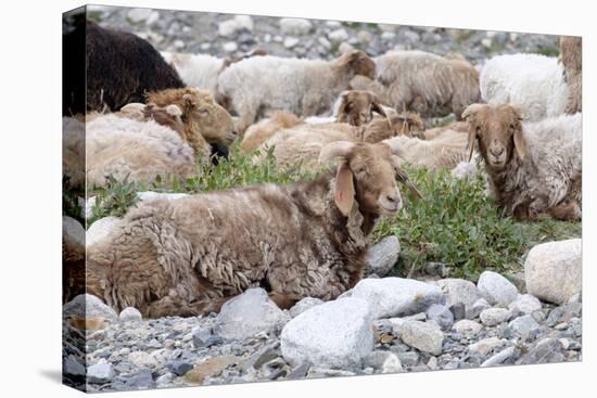 Asia, Western Mongolia, Khovd Province, Gashuun Suhayt. River Valley. Mongolian Cashmere Goats-Emily Wilson-Premier Image Canvas