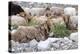 Asia, Western Mongolia, Khovd Province, Gashuun Suhayt. River Valley. Mongolian Cashmere Goats-Emily Wilson-Premier Image Canvas