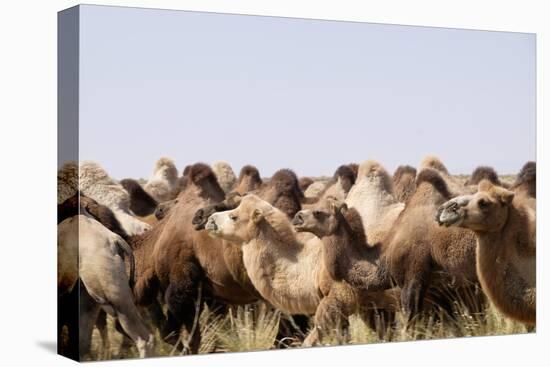 Asia, Western Mongolia, Lake Tolbo, Bactrian Camels-Emily Wilson-Premier Image Canvas