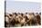 Asia, Western Mongolia, Lake Tolbo, Bactrian Camels-Emily Wilson-Premier Image Canvas