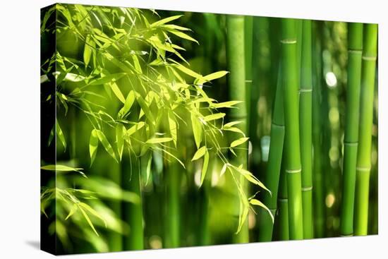 Asian Bamboo Forest with Morning Sunlight-Sofiaworld-Premier Image Canvas