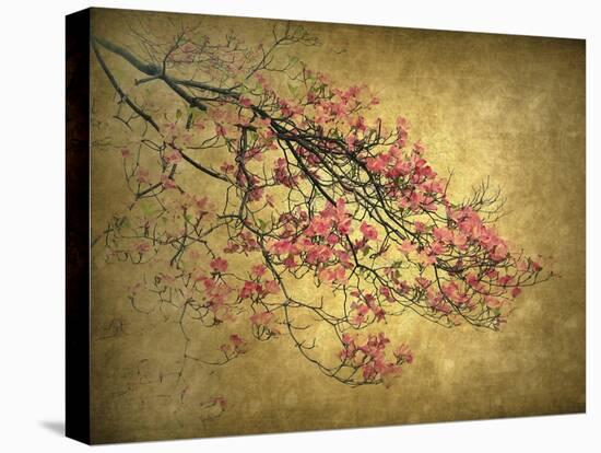 Asian Dogwood-Jessica Jenney-Premier Image Canvas