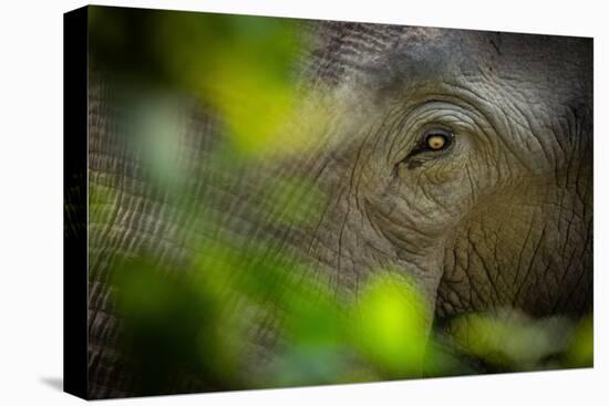 asian elephant eye detail through foliage, nepal-karine aigner-Premier Image Canvas