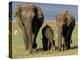 Asian Elephant Family, Nagarhole National Park, India-Gavriel Jecan-Premier Image Canvas