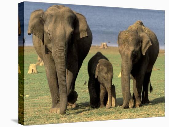 Asian Elephant Family, Nagarhole National Park, India-Gavriel Jecan-Premier Image Canvas