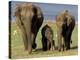 Asian Elephant Family, Nagarhole National Park, India-Gavriel Jecan-Premier Image Canvas