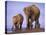 Asian Elephant Family, Nagarhole National Park, India-Gavriel Jecan-Premier Image Canvas