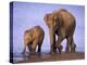 Asian Elephant Family, Nagarhole National Park, India-Gavriel Jecan-Premier Image Canvas