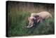 asian elephant standing in long grass, nepal-karine aigner-Premier Image Canvas