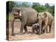 Asian Elephants at Pinnawela Elephant Orphanage, Sri Lanka, Asia-Kim Walker-Premier Image Canvas