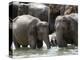 Asian Elephants Bathing in the River, Pinnawela Elephant Orphanage, Sri Lanka, Asia-Kim Walker-Premier Image Canvas