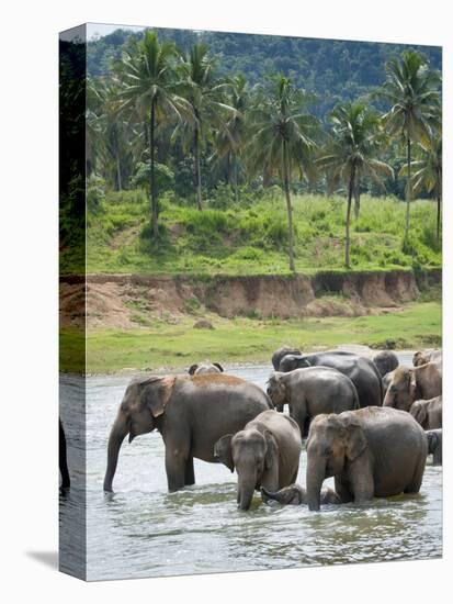 Asian Elephants Bathing in the River, Pinnawela Elephant Orphanage, Sri Lanka, Indian Ocean, Asia-Kim Walker-Premier Image Canvas