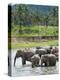 Asian Elephants Bathing in the River, Pinnawela Elephant Orphanage, Sri Lanka, Indian Ocean, Asia-Kim Walker-Premier Image Canvas