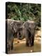 Asian Elephants in Khao Yi National Park, Thailand-Gavriel Jecan-Premier Image Canvas