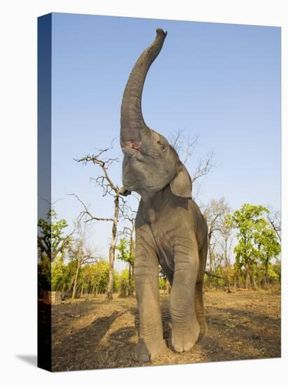 Asian Indian Elephant Holding Trunk in the Air, Bandhavgarh National Park, India. 2007-Tony Heald-Premier Image Canvas