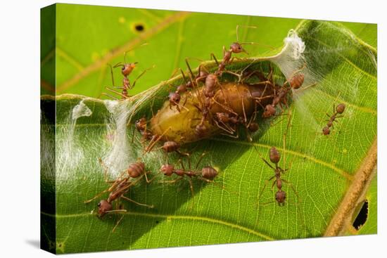 Asian weaver ants protecting a parasitic butterfly pupa, Borneo-Emanuele Biggi-Premier Image Canvas