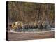 Asiatic Lionesses and Cubs Drinking from Pool, Gir Forest NP, Gujarat, India-Uri Golman-Premier Image Canvas
