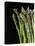 Asparagus Bundle (Asparagus Officinalis), Italy-Nico Tondini-Premier Image Canvas