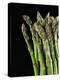 Asparagus Bundle (Asparagus Officinalis), Italy-Nico Tondini-Premier Image Canvas