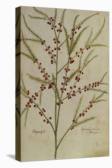 Asparagus. from 'Camerarius Florilegium'-Joachim Camerarius-Premier Image Canvas