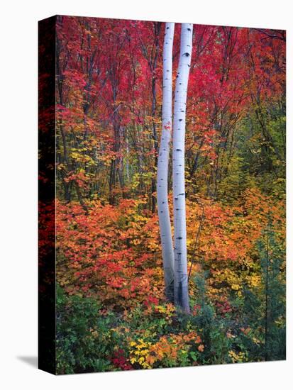 Aspen 1-Robert Hansen-Premier Image Canvas