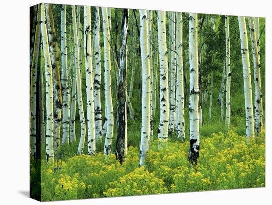 Aspen and Goldenrod, Uinta-Wasatch-Cache National Forest, Utah, USA-Charles Gurche-Premier Image Canvas