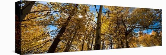 Aspen Autumn-Steve Gadomski-Premier Image Canvas