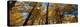 Aspen Autumn-Steve Gadomski-Premier Image Canvas